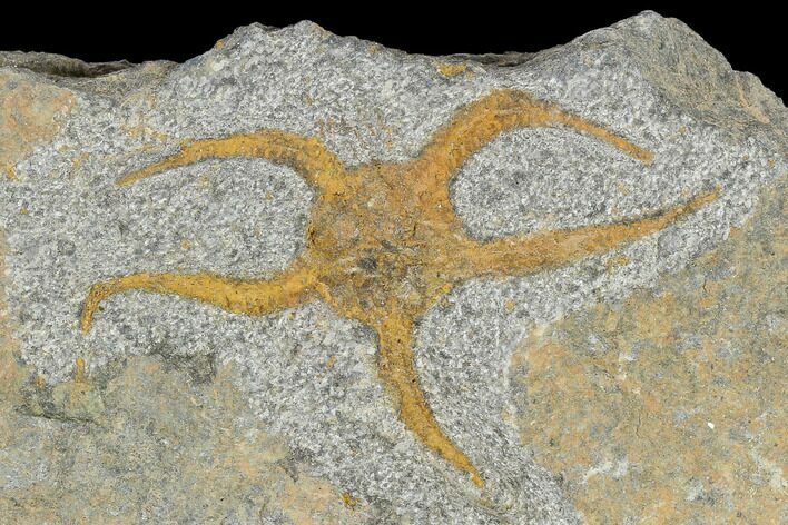 Detailed Ordovician Brittle Star (Ophiura) - Morocco #118048